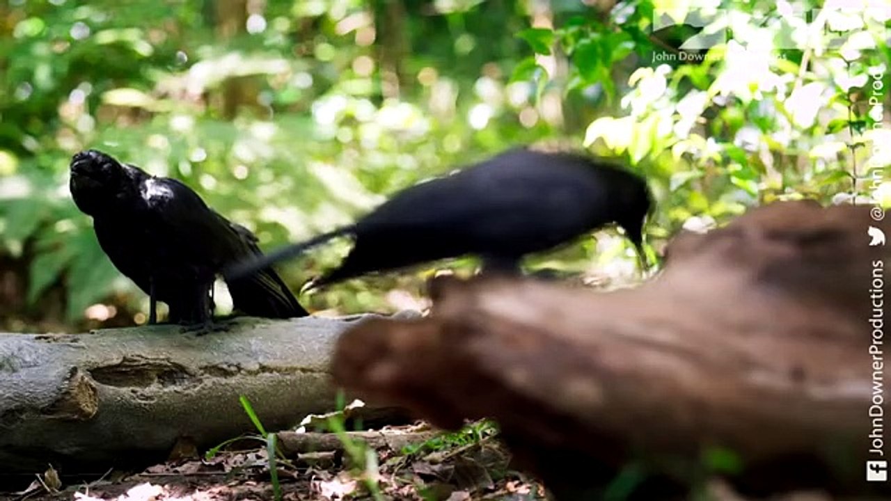 Robotic Crow Fishes for Giant Grubs