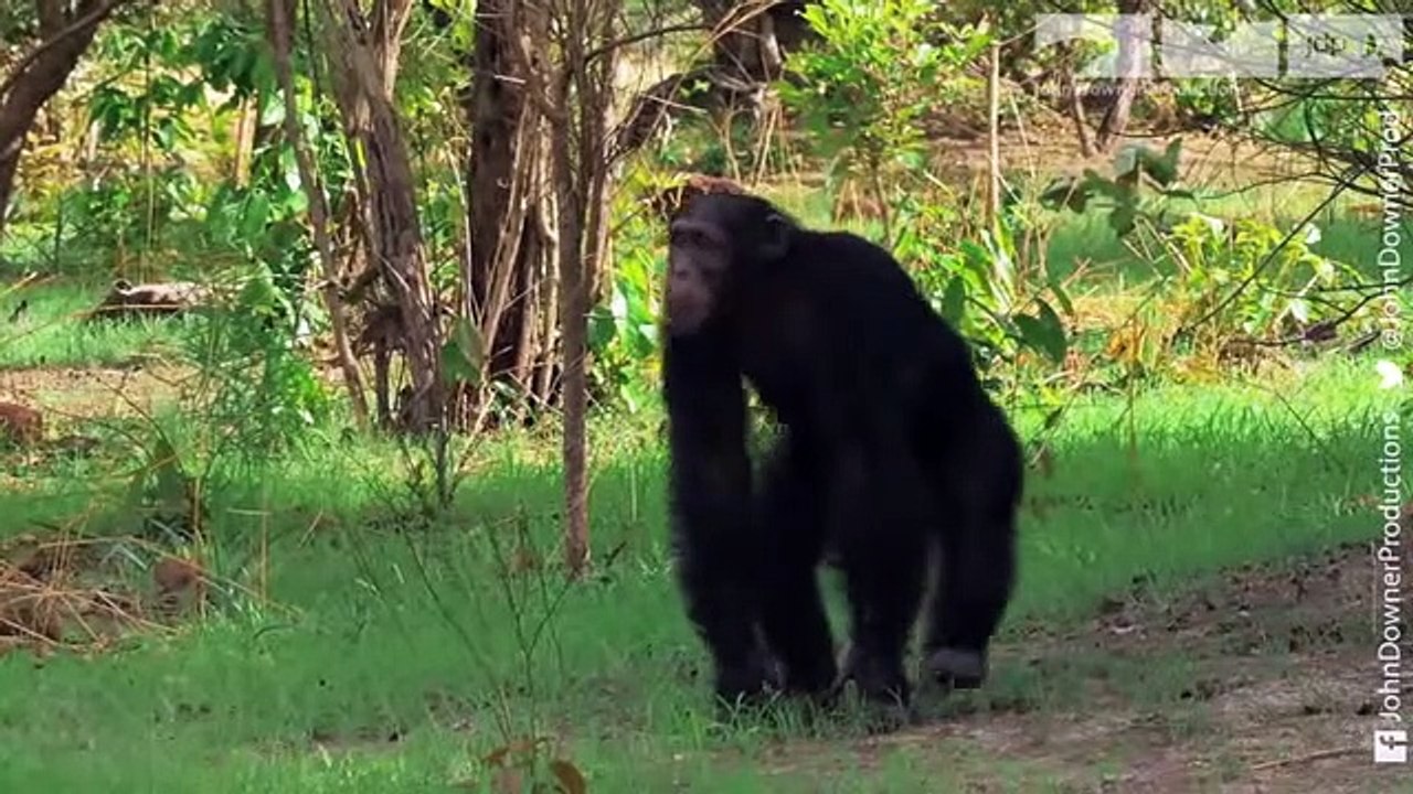 Cheating Chimp Gets Caught In The Act!
