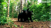 The Astonishing Invisible Spy Camera Films Black Bears!