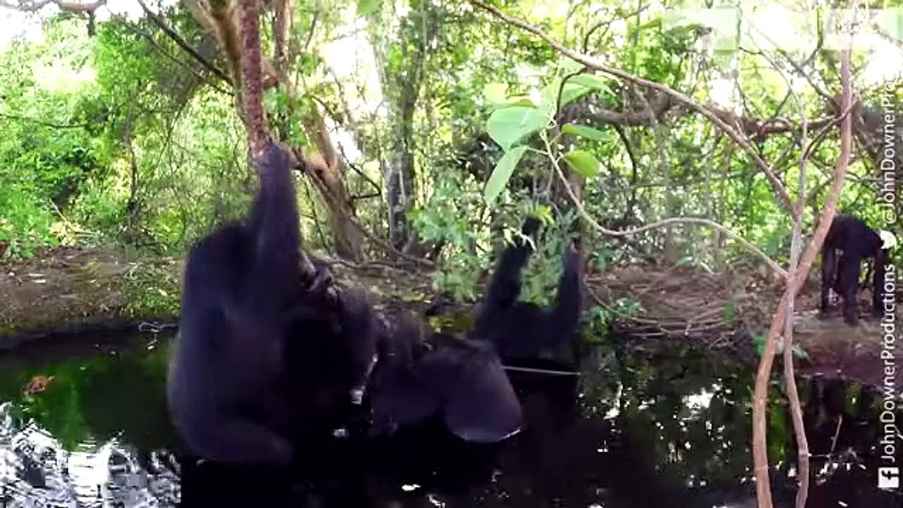 Chimp Pool Party