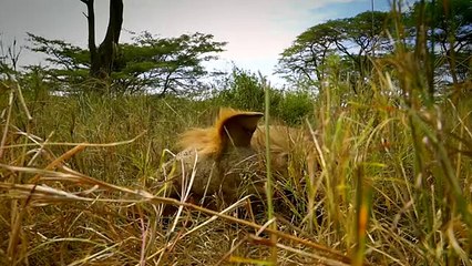 Kali's Lion Cubs Are Put in Danger   Serengeti - Narrated by John Boyega