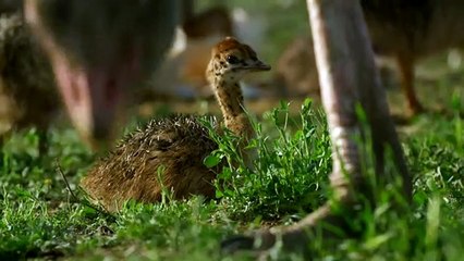 Ostrich takes on Zalika the Hyena   Serengeti - Narrated by John Boyega
