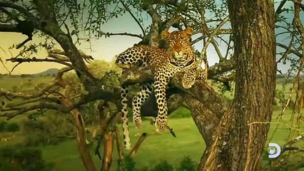 Serengeti   Official Trailer - Narrated by Lupita Nyong'o