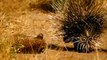 Leopard Takes on Porcupine & Instantly Regrets It - Serengeti Narrated by John Boyega