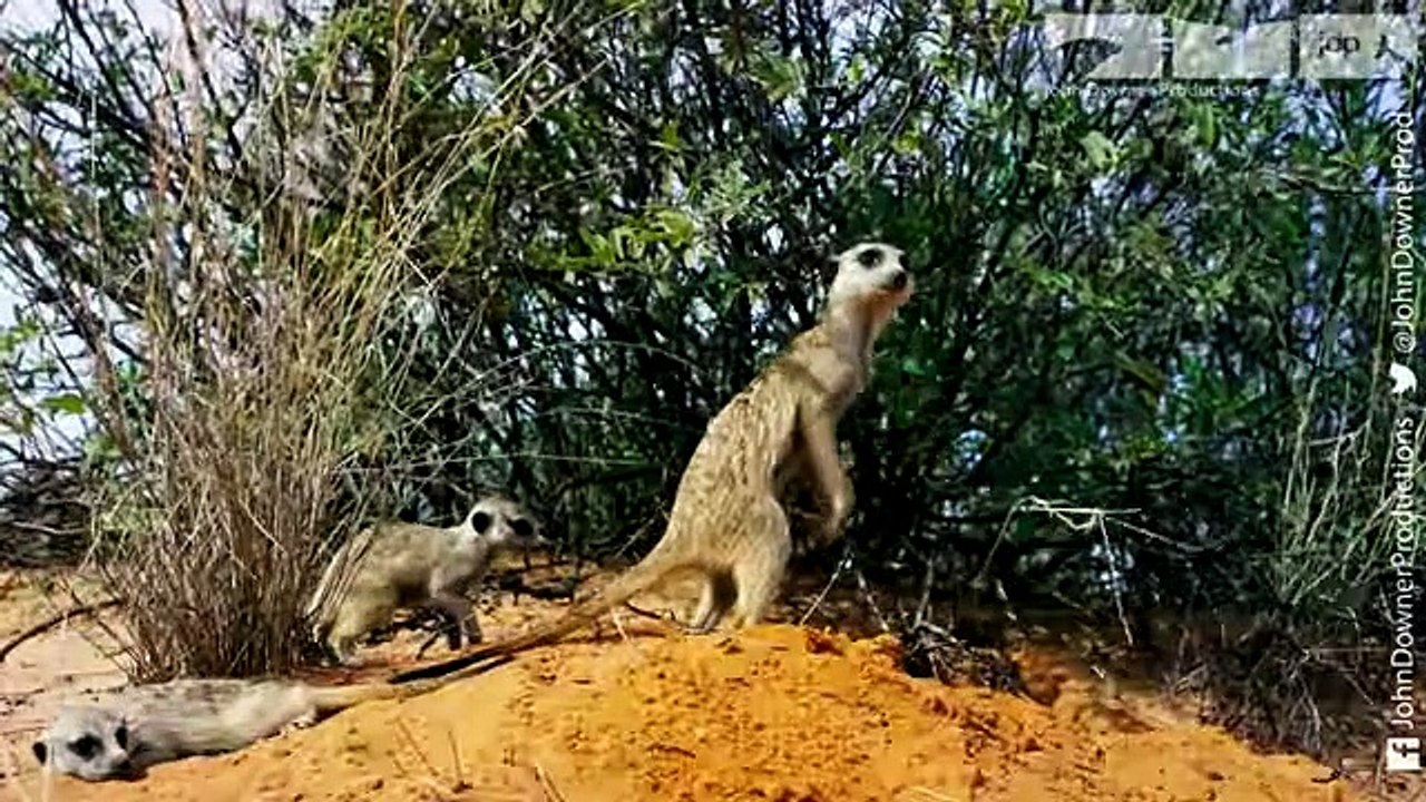 DRONGO TRICKS MEERKATS!