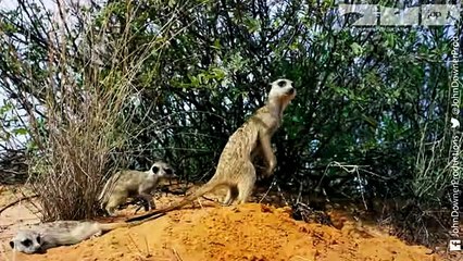 DRONGO TRICKS MEERKATS!