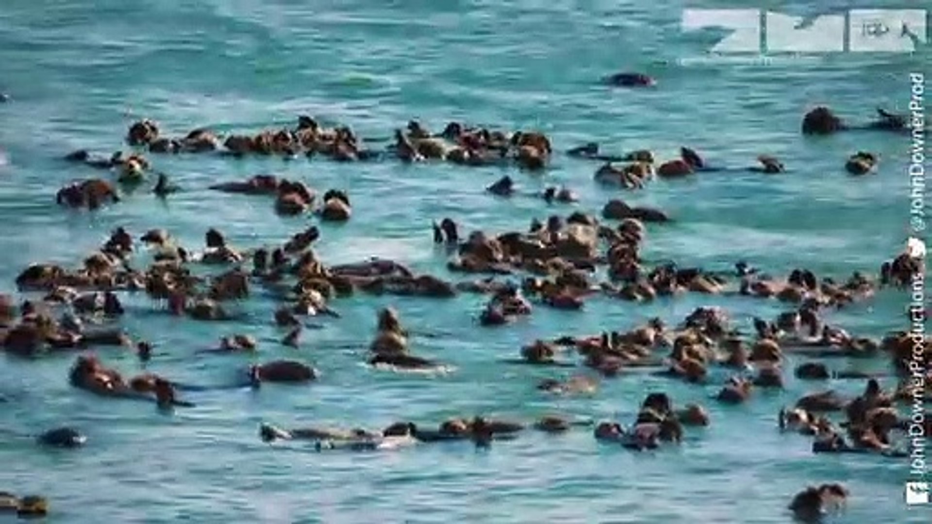 ⁣Robot Spy Otter & Spy Bald Eagle Discover How Sea Otters Cope With Mega-waves From Melting Glaci