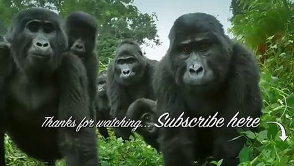 Robot Spy Owl & BoulderCam Film Chick Outfoxing an Arctic Fox