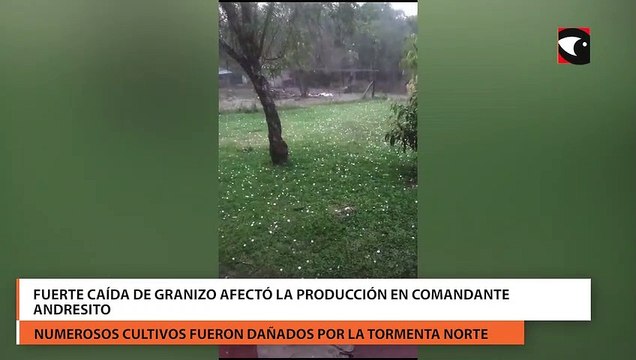 Fuerte caída de granizo afectó la producción en Comandante Andresito