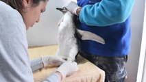 15 pingüinos son devueltos al océano tras su rehabilitación en Argentina