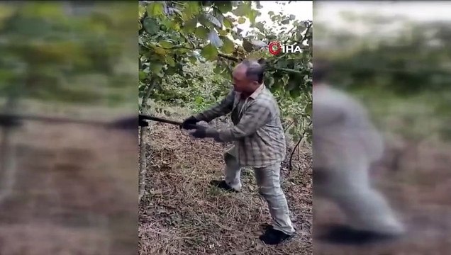L'agriculteur, qui n'était pas satisfait du prix des noisettes, a coupé ses arbres en disant : « Ça ne vaut pas le coup ».