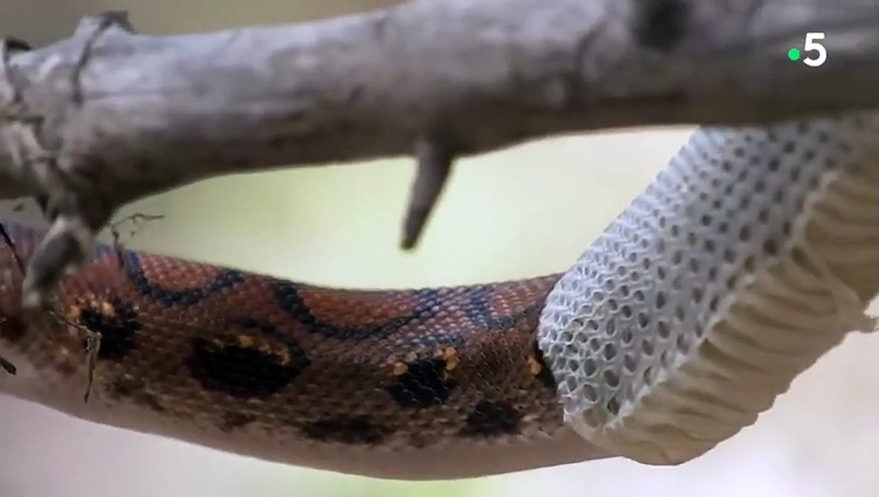 Fascinant  un serpent mue en direct - ZAPPING SAUVAGE