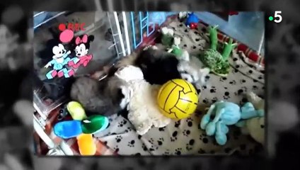 Ça va pas  Regarde ce bébé panda roux - ZAPPING SAUVAGE