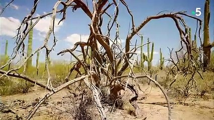 Le rat, la buse et le lézard  le western épique - ZAPPING SAUVAGE