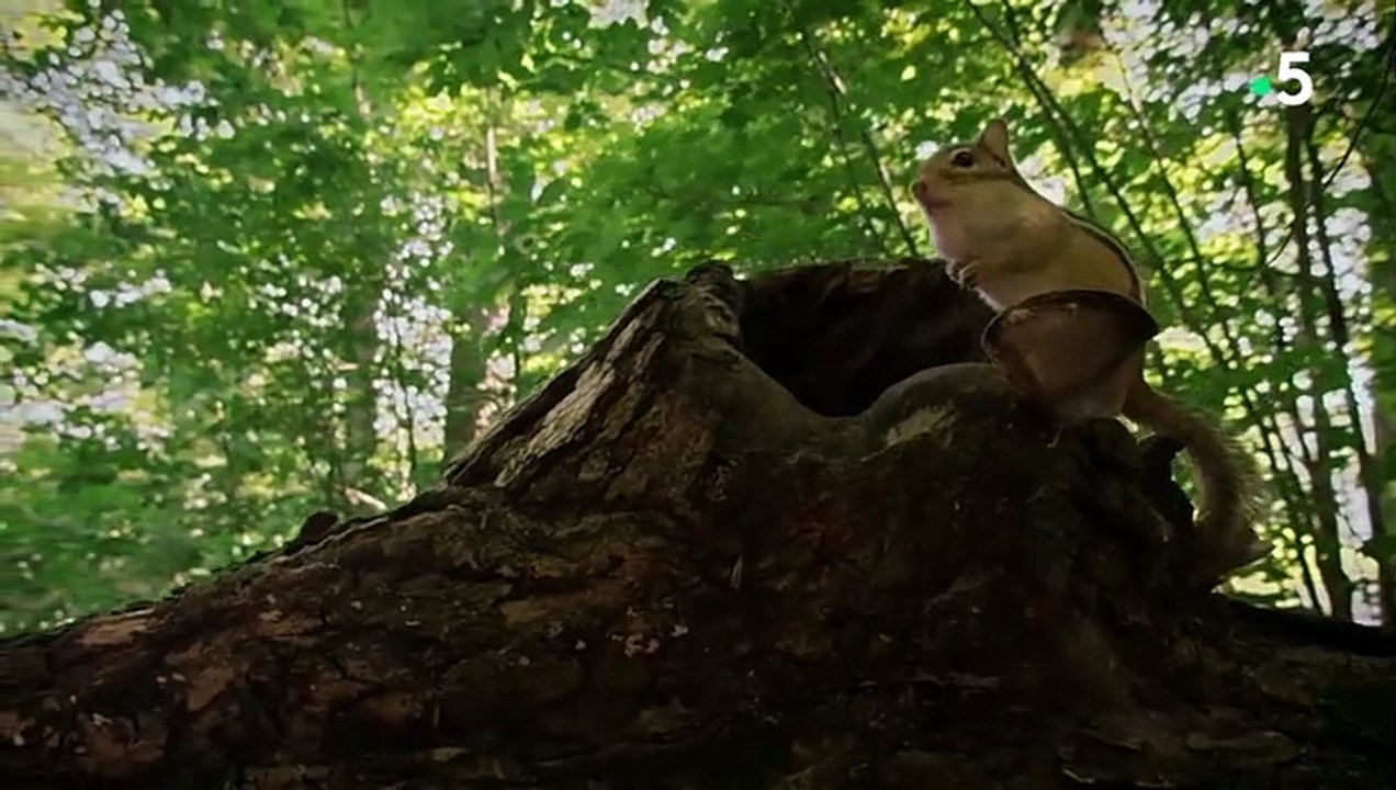Les folles aventures du chipmunk en forêt - ZAPPING SAUVAGE
