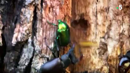 Combat à mort de scarabées - ZAPPING SAUVAGE