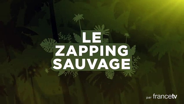La limace de mer fait du sale mamene - ZAPPING SAUVAGE