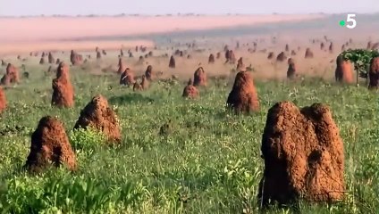 Ce tamanoir s'enfile 30 000 insectes par jour - ZAPPING SAUVAGE