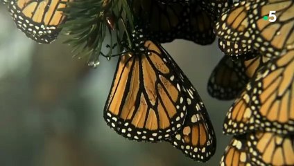 1 million de papillons sur un arbre, regardez pourquoi - ZAPPING SAUVAGE