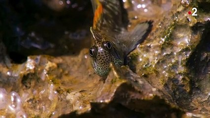 Le poisson qui avait peur de l'eau - ZAPPING SAUVAGE