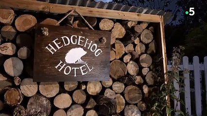 Les premiers jours d'un bébé hérisson - ZAPPNG SAUVAGE