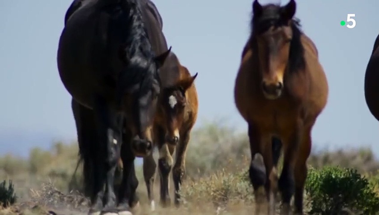 Cheval noir VS cheval blanc - ZAPPING SAUVAGE