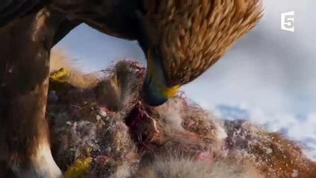 Aigle royal le maître des Alpes - ZAPPING SAUVAGE