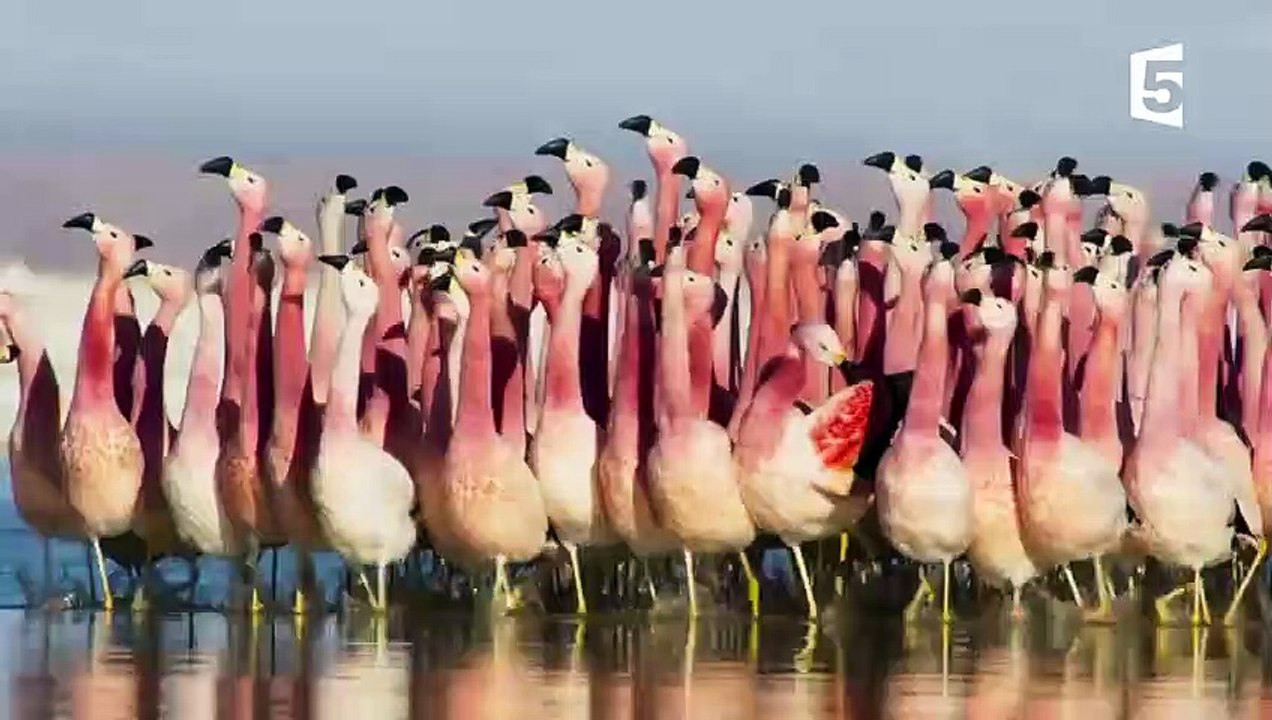 Le spectacle fou des flamants roses - ZAPPING SAUVAGE