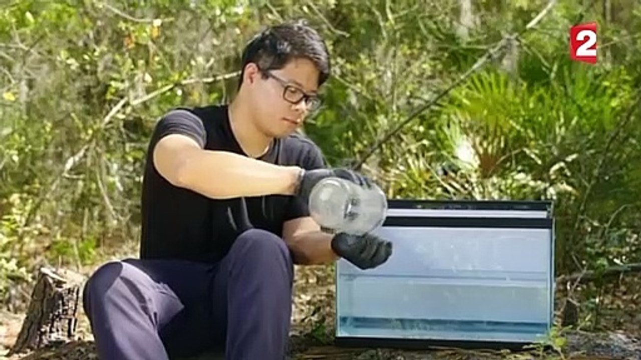 Des fourmis construisent un radeau ! - ZAPPING SAUVAGE