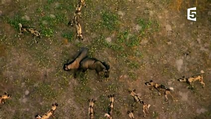 Lycaons VS gnous  la traque infernale - ZAPPING SAUVAGE