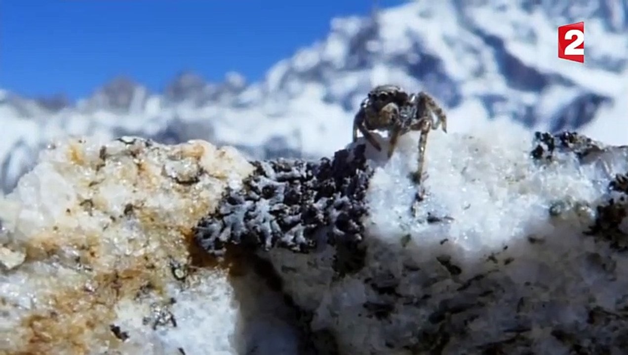 Cette araignée vit à 6000m d'altitude ! - ZAPPING SAUVAGE