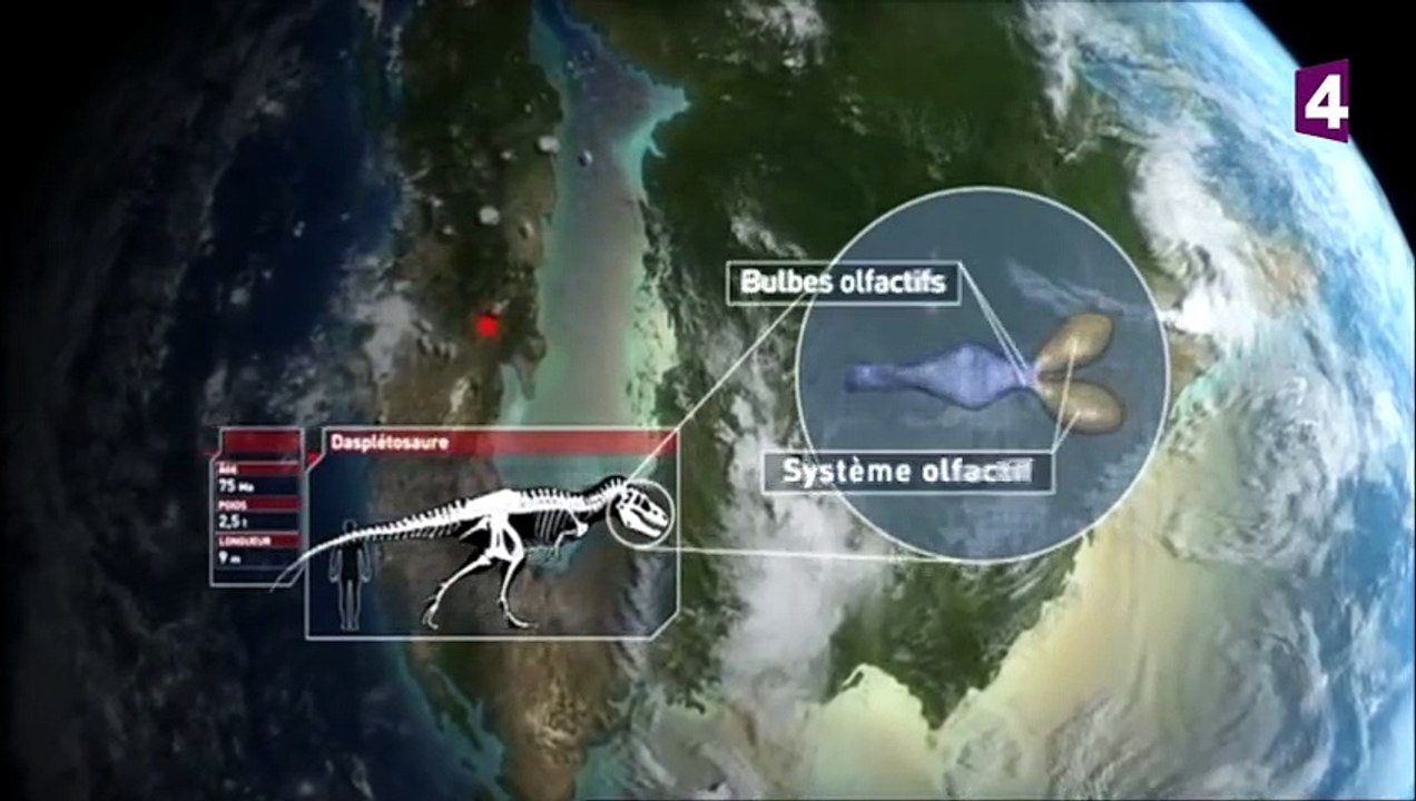 Daspletosaure VS chasmosaure (dinosaures) - ZAPPING SAUVAGE