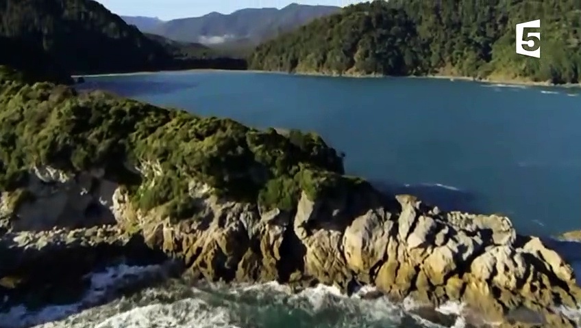 Kakapo  le perroquet-hibou improbable – ZAPPING SAUVAGE