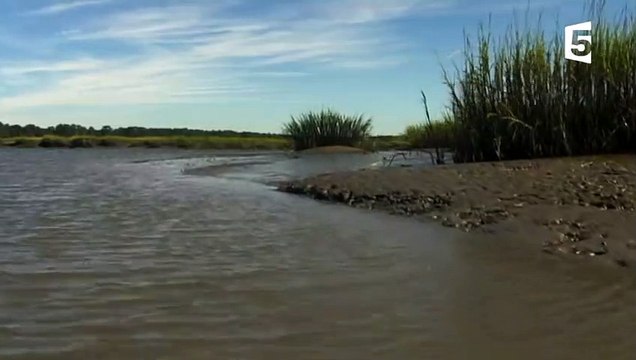 Ces dauphins se sont échoués volontairement - ZAPPING SAUVAGE