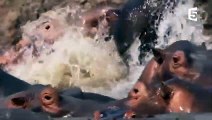 Combat d'hippopotames impressionnant - ZAPPING SAUVAGE