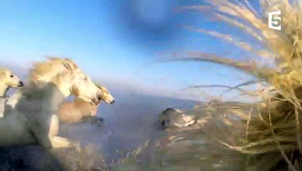 Dans la peau d'un cheval de Camargue - ZAPPING SAUVAGE
