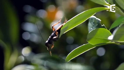 Le meilleur sniper du monde animal (poisson archer) - ZAPPING SAUVAGE