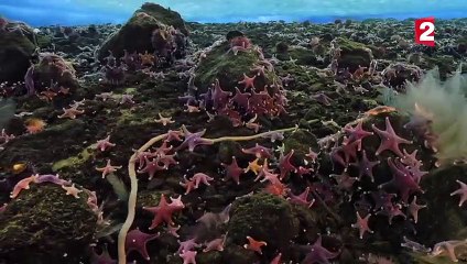 Le doigt glacé de la mort (vidéo rare) - ZAPPING SAUVAGE