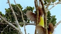 Les fabuleux oiseaux de paradis - ZAPPING SAUVAGE