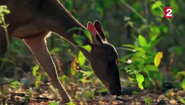 Combat de dragons de Komodo impressionnant - ZAPPING SAUVAGE