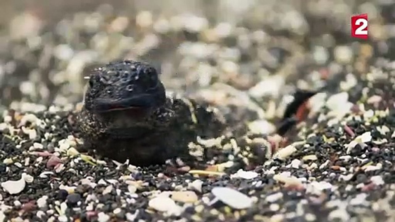 Iguane VS serpents  tension maximale - ZAPPING SAUVAGE