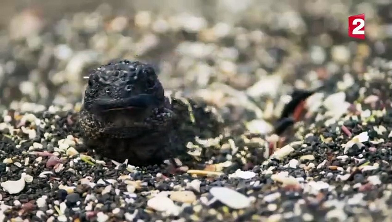Iguane VS serpents  tension maximale - ZAPPING SAUVAGE