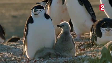 La fabuleuse île secrète des manchots - ZAPPING SAUVAGE