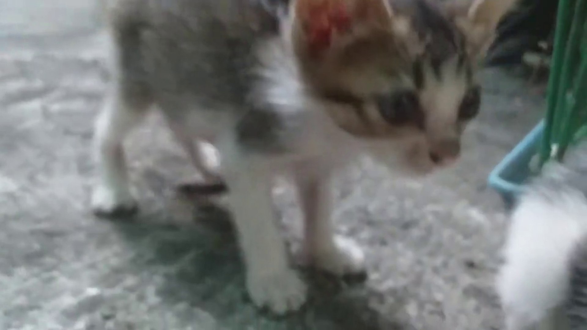 ⁣Kitten RELAXES 0.91 seconds.  Kitten videos
