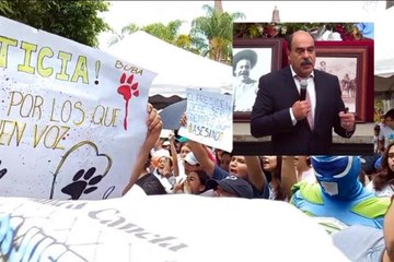 Protestan por asesinato de perritas en informe del Alcalde