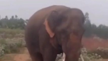 మన్యం జిల్లా: గర్జిస్తున్న గజరాజులు.. ప్రజలు భయం భయం