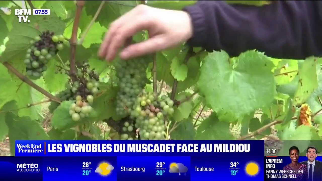 Les vignobles du Muscadet touchés par le mildiou