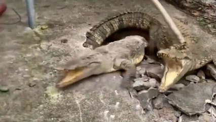 Kaldırımda bir çatlak gördüklerini sandılar yeraltından 3 timsah çıktı