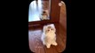 Cute little cat  animals 2023 _ Cat videos _ Part 12