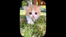 Kucing Lucu - Kumpulan Kucing Lucu - funny Cat - Funny Cat and Dog - Funny Animal _ Part 15